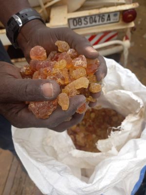 Gum Arabic 5